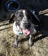 German Shorthaired Pointer Dogs for adoption in Towson, MD, USA