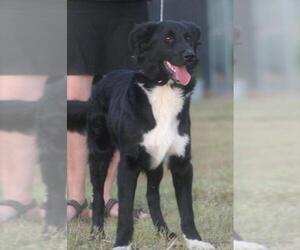 Border Collie Dogs for adoption in Canyon Country, CA, USA