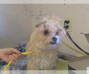 Cairn Terrier-Unknown Mix Dogs for adoption in Sacramento, CA, USA