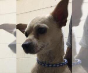 Chihuahua Dogs for adoption in Albany, GA, USA