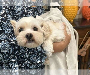 Maltipoo Dogs for adoption in Princeton, MN, USA