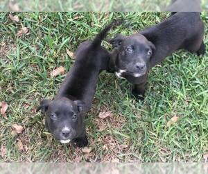 Boxador Dogs for adoption in Pawtucket, RI, USA
