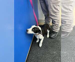 Mutt Dogs for adoption in Rowlett, TX, USA