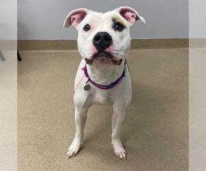 American Pit Bull Terrier-Unknown Mix Dogs for adoption in Aurora, CO, USA