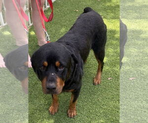 Medium Photo #6 Rottweiler Puppy For Sale in Lighthouse Point, FL, USA