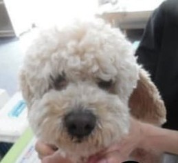 Poodle (Miniature) Dogs for adoption in Seattle, WA, USA