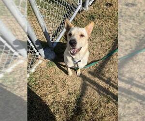 Carolina Dog Dogs for adoption in Corpus Christi, TX, USA