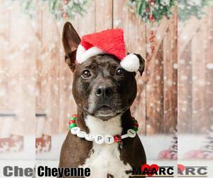 Mutt Dogs for adoption in Maryville, TN, USA