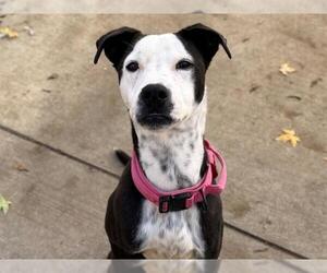 Mutt Dogs for adoption in Tulsa, OK, USA