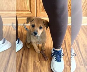 Mutt Dogs for adoption in Jackson Township, NJ, USA