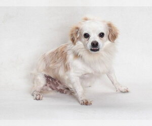 Chihuahua Dogs for adoption in Burbank, CA, USA