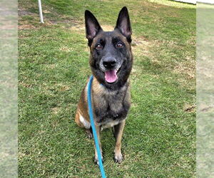 Mutt Dogs for adoption in Long Beach, CA, USA