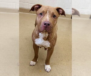 American Pit Bull Terrier-Chinese Shar-Pei Mix Dogs for adoption in Derwood, MD, USA