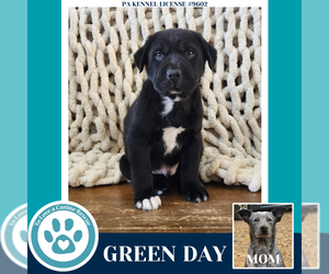 Borador Dogs for adoption in Kimberton, PA, USA