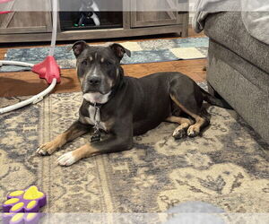 American Pit Bull Terrier-Unknown Mix Dogs for adoption in Chandler, AZ, USA