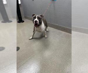 American Pit Bull Terrier-Unknown Mix Dogs for adoption in Las Vegas, NV, USA