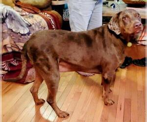 Catahoula Leopard Dog Dogs for adoption in Griffin, GA, USA