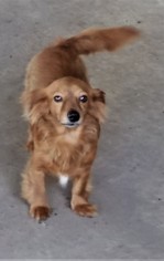 Dachshund Dogs for adoption in Columbia, LA, USA