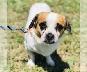 Pug Dogs for adoption in Cumming, GA, USA