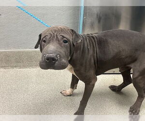 Chinese Shar-Pei-Unknown Mix Dogs for adoption in Las Vegas, NV, USA