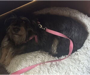 Bearded Collie-Unknown Mix Dogs for adoption in Raleigh, NC, USA