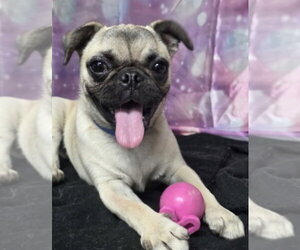 Pug-Unknown Mix Dogs for adoption in Lakewood, CO, USA