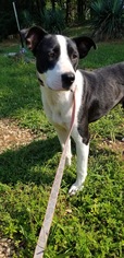 Lab-Pointer Dogs for adoption in Rustburg, VA, USA