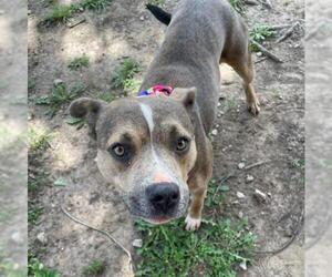Mutt Dogs for adoption in Tulsa, OK, USA