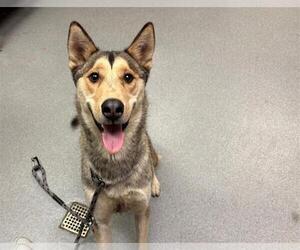 German Shepherd Dog-Siberian Husky Mix Dogs for adoption in Rancho Cucamonga, CA, USA