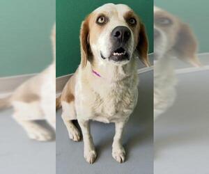 Beagle-Unknown Mix Dogs for adoption in Visalia, CA, USA