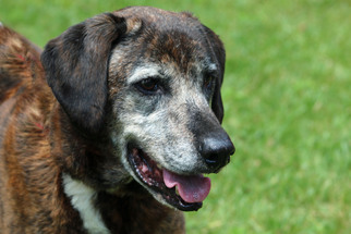 Bloodhound-Plott Hound Mix Dogs for adoption in Asheville, NC, USA