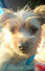 Australian Terrier Dogs for adoption in Okeechobee, FL, USA