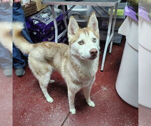 - Mix Dogs for adoption in Fargo, ND, USA