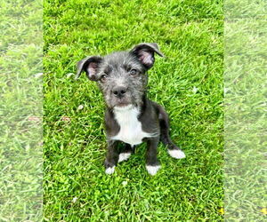 Mutt Dogs for adoption in St. Louis Park, MN, USA