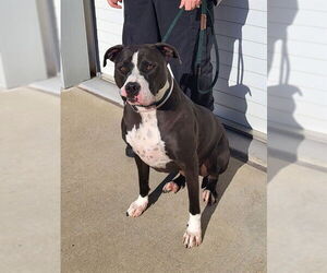 American Bulldog Dogs for adoption in Louisville, KY, USA