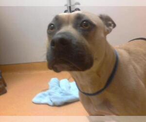 Bullboxer Pit Dogs for adoption in Martinez, CA, USA