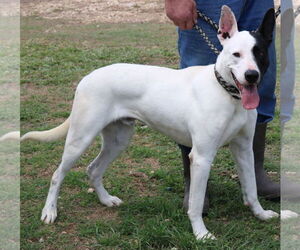 Great Dane-Greyhound Mix Dogs for adoption in Bandera, TX, USA
