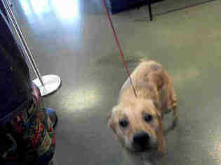 Medium Photo #1 Labrador Retriever Puppy For Sale in Charlotte, NC, USA