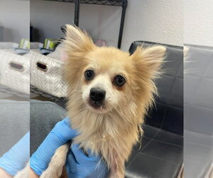 Pomeranian Dogs for adoption in Bolivar, MO, USA