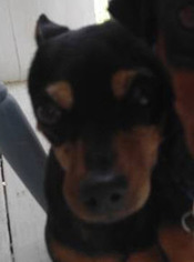 Miniature Pinscher Dogs for adoption in westminster, CO, USA