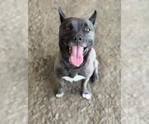 Akita-Unknown Mix Dogs for adoption in Riverside, CA, USA