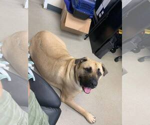 Mastiff-Unknown Mix Dogs for adoption in Rockaway, NJ, USA