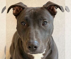 Mutt Dogs for adoption in Jefferson, WI, USA