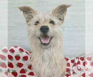 Norfolk Terrier-Unknown Mix Dogs for adoption in Washington, DC, USA