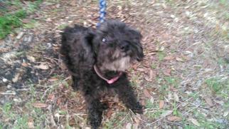 Poodle (Toy) Dogs for adoption in Fort Lauderdale, FL, USA