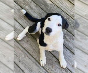 American Pit Bull Terrier-Labrador Retriever Mix Dogs for adoption in Alexander, AR, USA