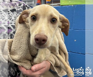 Retriever -Unknown Mix Dogs for adoption in Washington, DC, USA