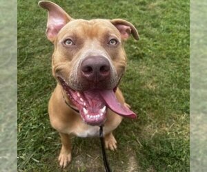 American Pit Bull Terrier Dogs for adoption in Easton, PA, USA