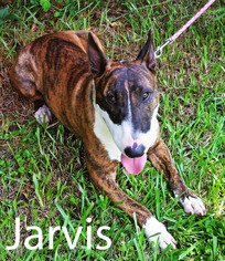 Bull Terrier Dogs for adoption in Griffin, GA, USA