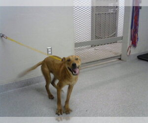 Carolina Dog-Unknown Mix Dogs for adoption in Pasadena, TX, USA
